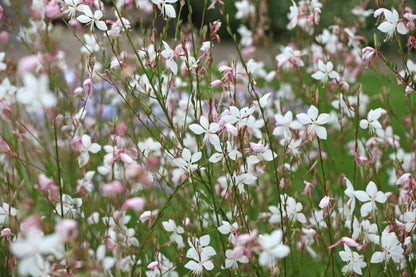 Gaura lindheimeri 'Whirling Butterflies' (Prachtkaars)
