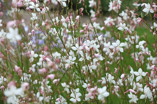 Gaura lindheimeri 'Whirling Butterflies' (Prachtkaars)