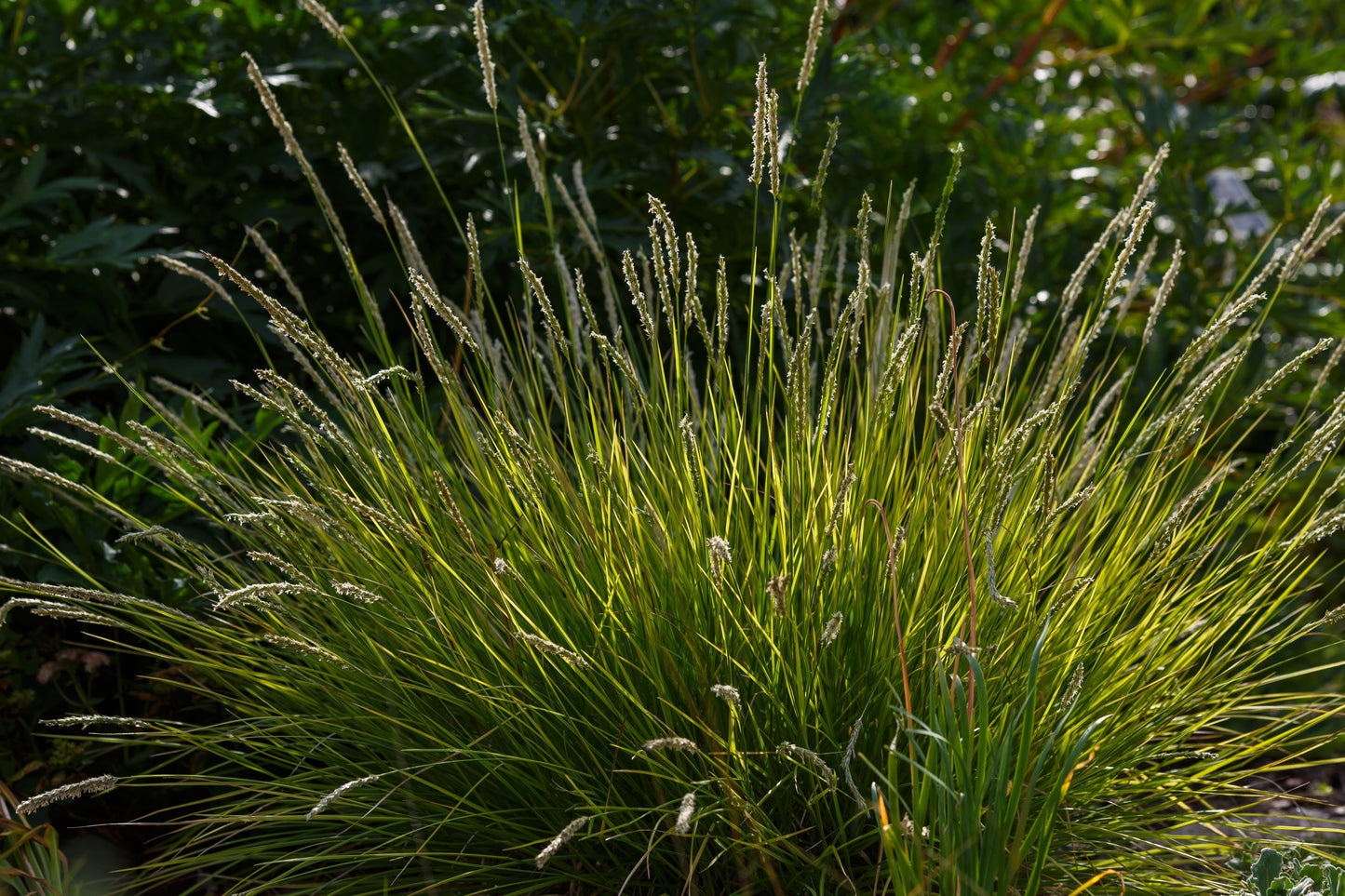 Sesleria autumnalis (Herfstgras)