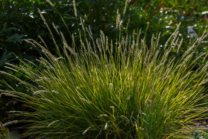 Sesleria autumnalis (Herfstgras)