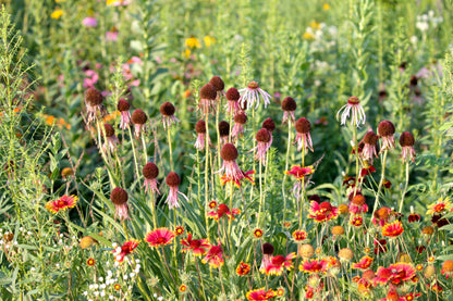 Echinacea pallida 'Hula Dancer' (Zonnehoed)