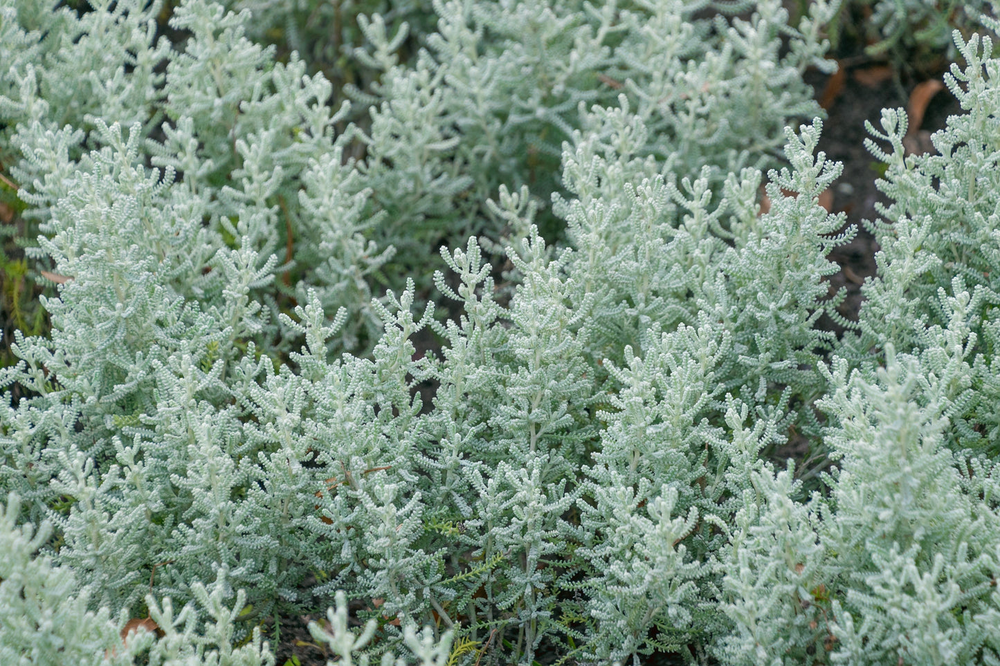 Santolina chamaecyparissus (Heiligenbloem)