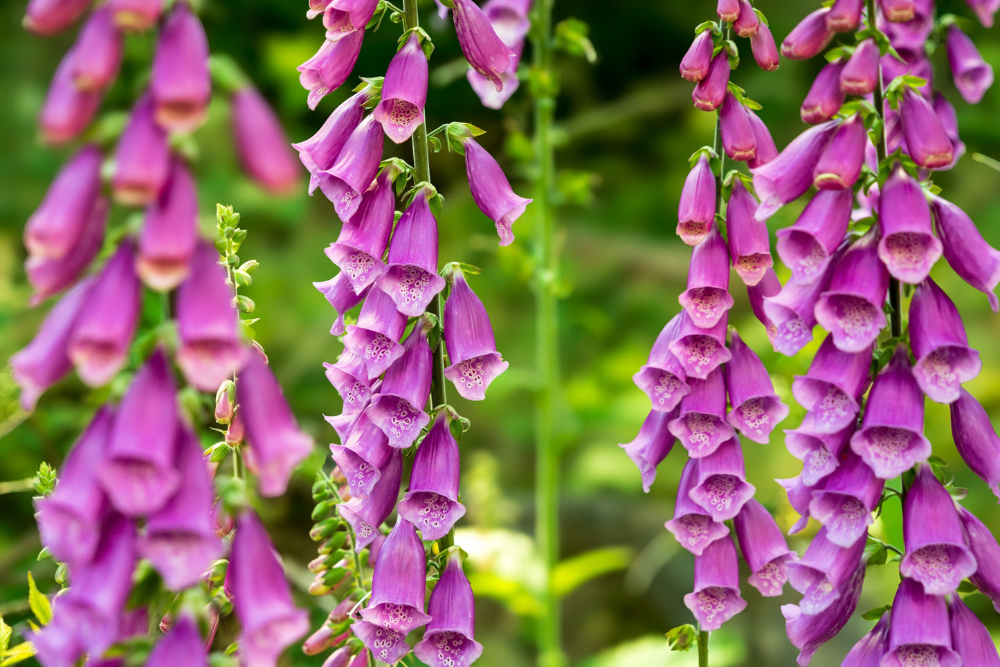 Digitalis purpurea (Vingerhoedskruid)