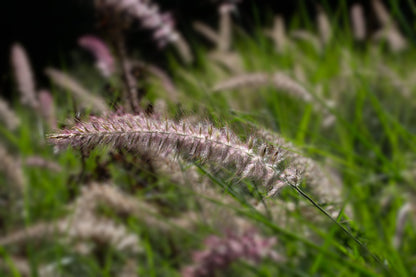 Pennisetum orientale 'Karley Rose' (Lampenpoetsersgras)