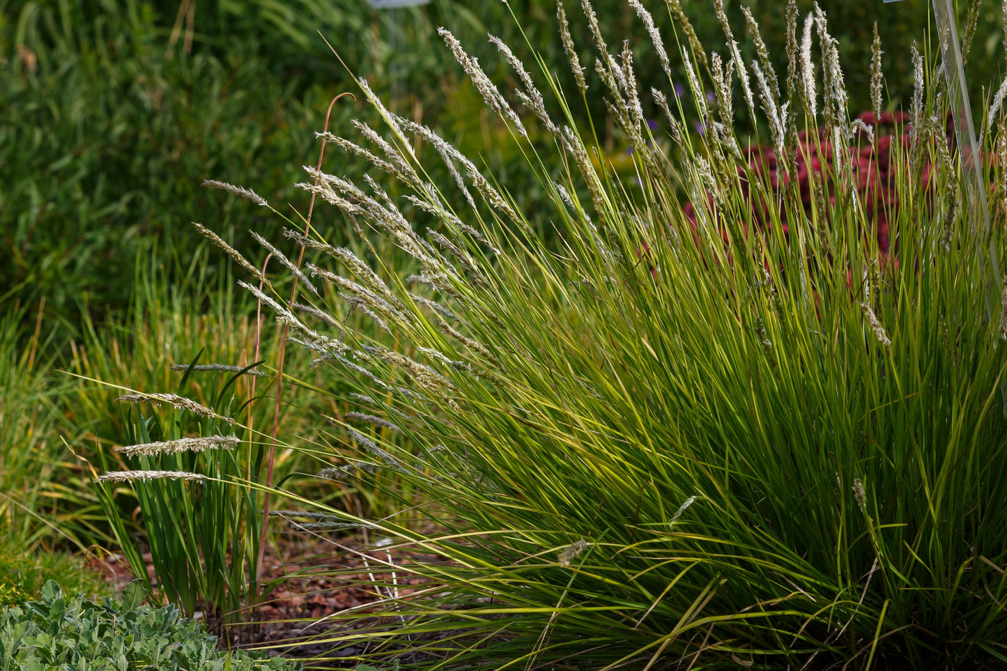 Sesleria autumnalis (Herfstgras)