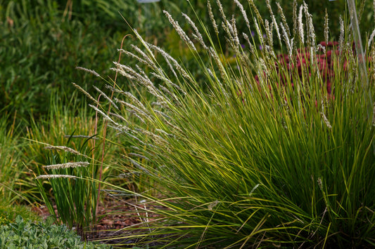 Sesleria autumnalis (Herfstgras)