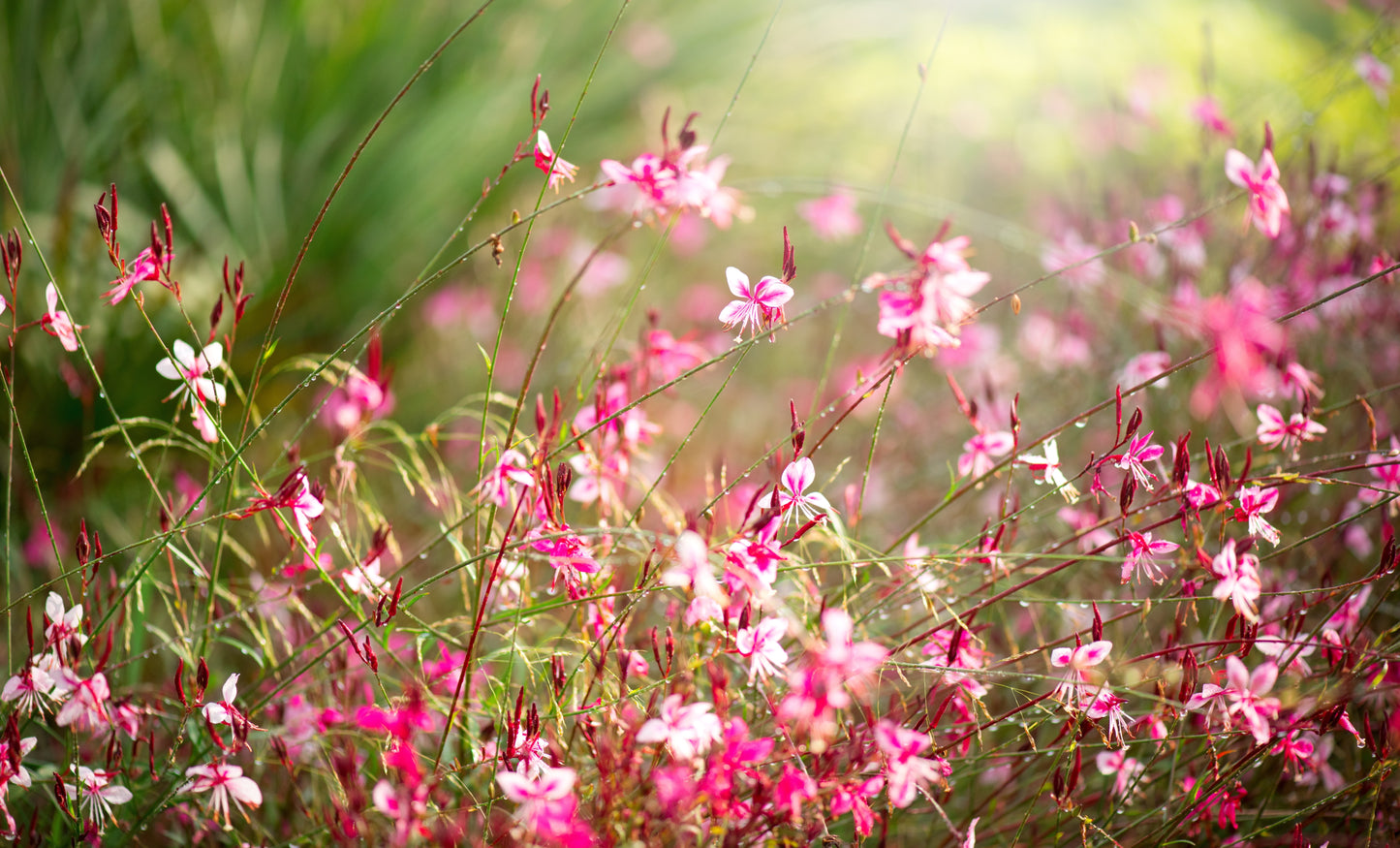 Gaura lindheimeri 'Siskiyou Pink' (Prachtkaars)