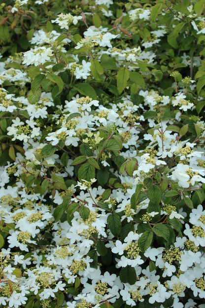 Viburnum plicatum 'Watanabe' (Japanse Sneeuwbal)