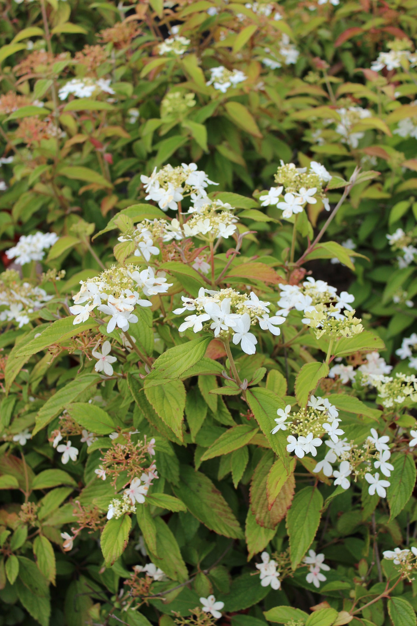 Viburnum plicatum 'Watanabe' (Japanse Sneeuwbal)
