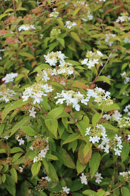 Viburnum plicatum 'Watanabe' (Japanse Sneeuwbal)