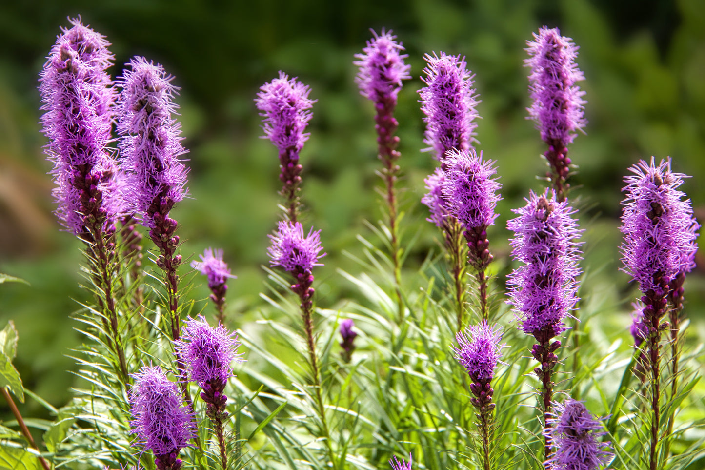 Liatris spicata (Lampenpoetser)