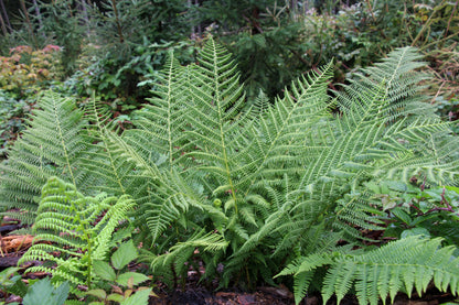 Athyrium filix-femina (Wijfjesvaren)