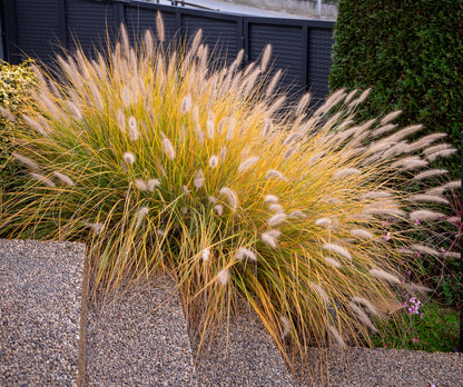 Pennisetum alopecuroides 'Hameln' (Lampenpoetsersgras)