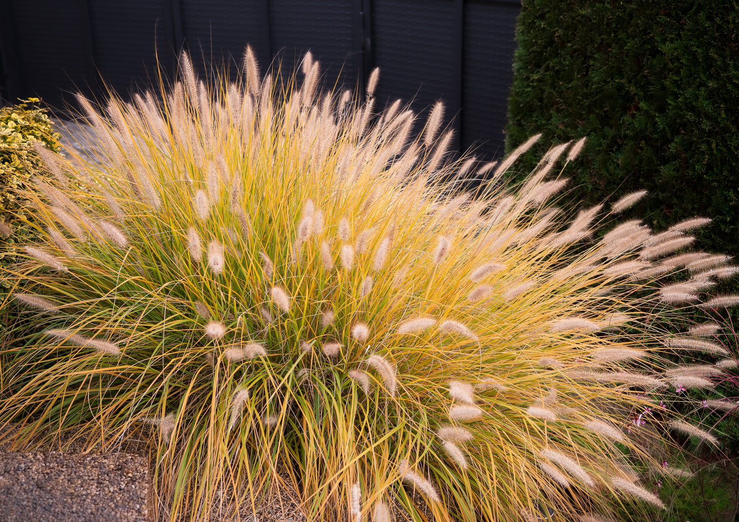 Pennisetum alopecuroides 'Hameln' (Lampenpoetsersgras)