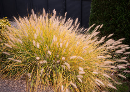 Pennisetum alopecuroides 'Hameln' (Lampenpoetsersgras)