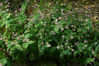 Tricyrtis hirta (Paddenlelie)