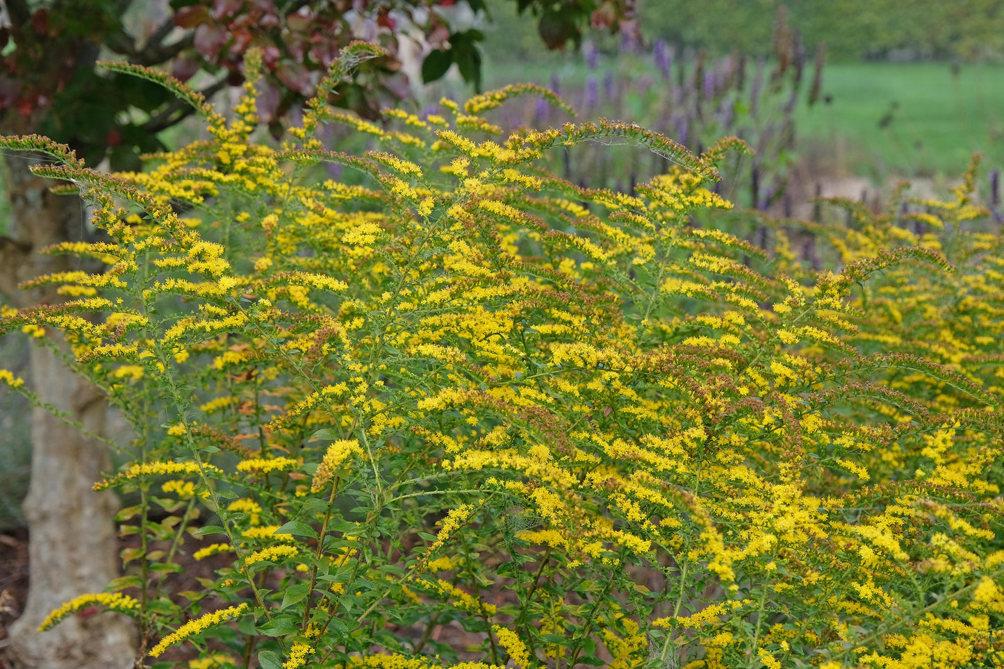 Solidago rugosa 'Fireworks' (Guldenroede)
