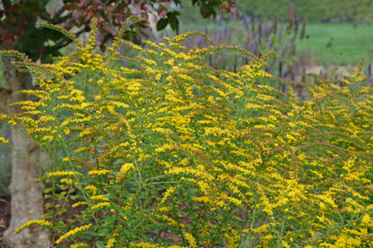 Solidago rugosa 'Fireworks' (Guldenroede)