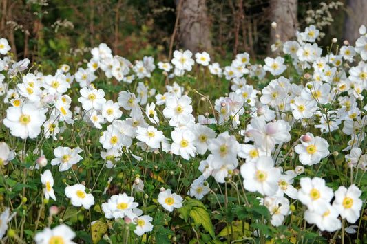 Anemone 'Honorine Jobert' (Herfstanemoon)