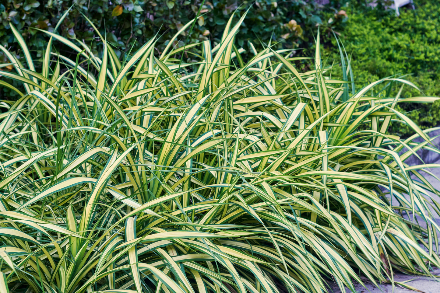 Carex oshimensis 'Evergold' (Zegge)