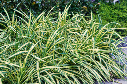 Carex oshimensis 'Evergold' (Zegge)