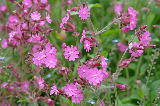 Silene dioica (Dagkoekoeksbloem)