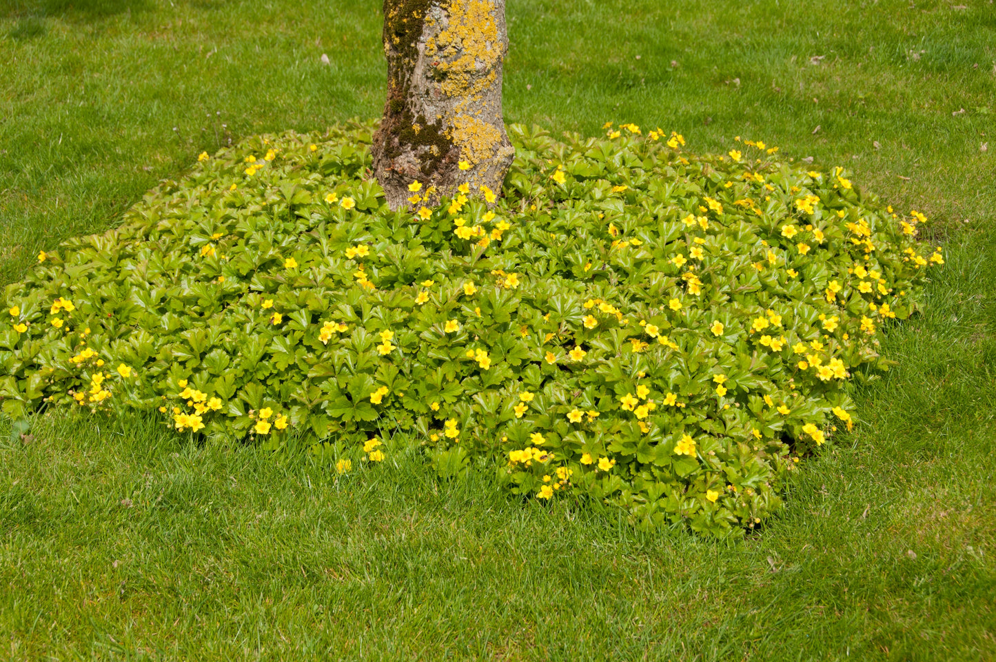 Waldsteinia ternata (Gouden aardbei