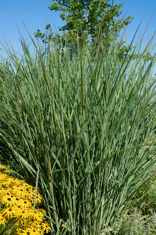 Panicum virgatum 'Cloud Nine' (Vingergras)