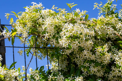 Trachelospermum jasminoides (Sterjasmijn)