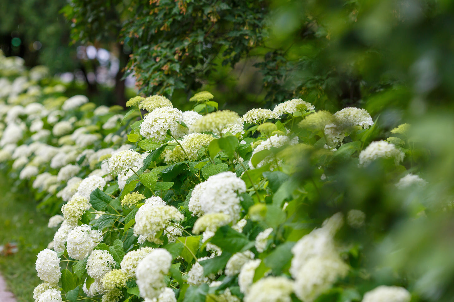 Hydrangea arborescens 'Annabelle' (Hortensia)