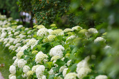 Hydrangea arborescens 'Annabelle' (Hortensia)