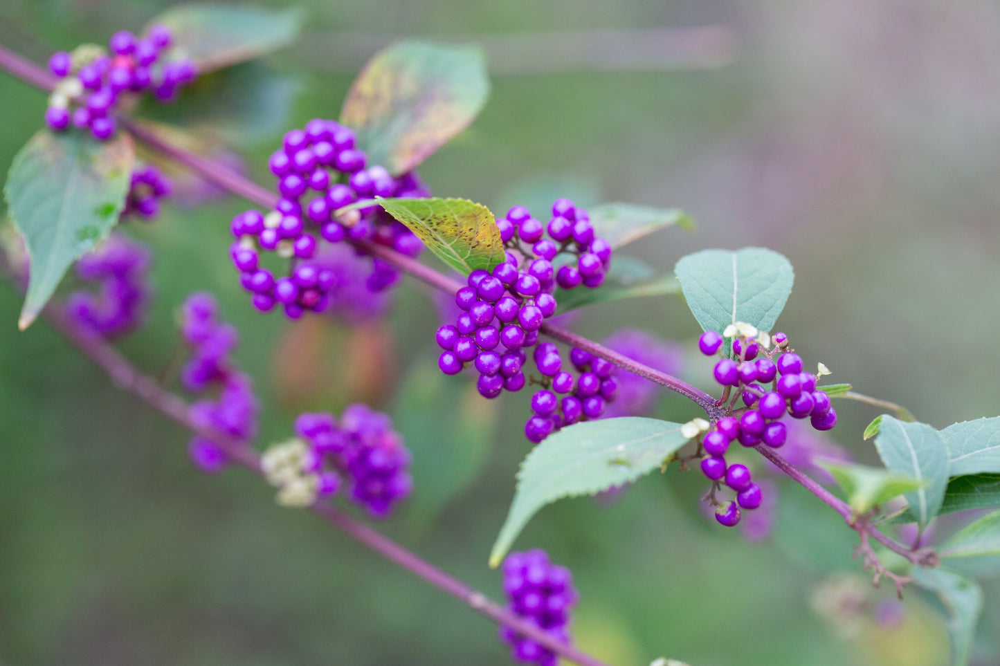 Callicarpa bodinieri 'Profusion' (Schoonvrucht)