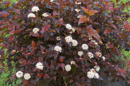 Physocarpus opulifolius 'Diabolo' (Blaasspirea)