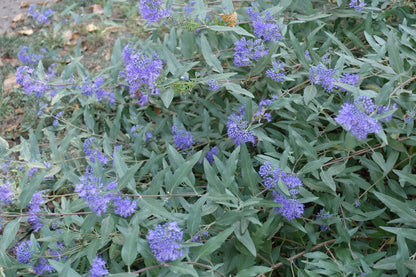 Caryopteris × clandonensis (Blauwe Spirea / Keizersbaard)