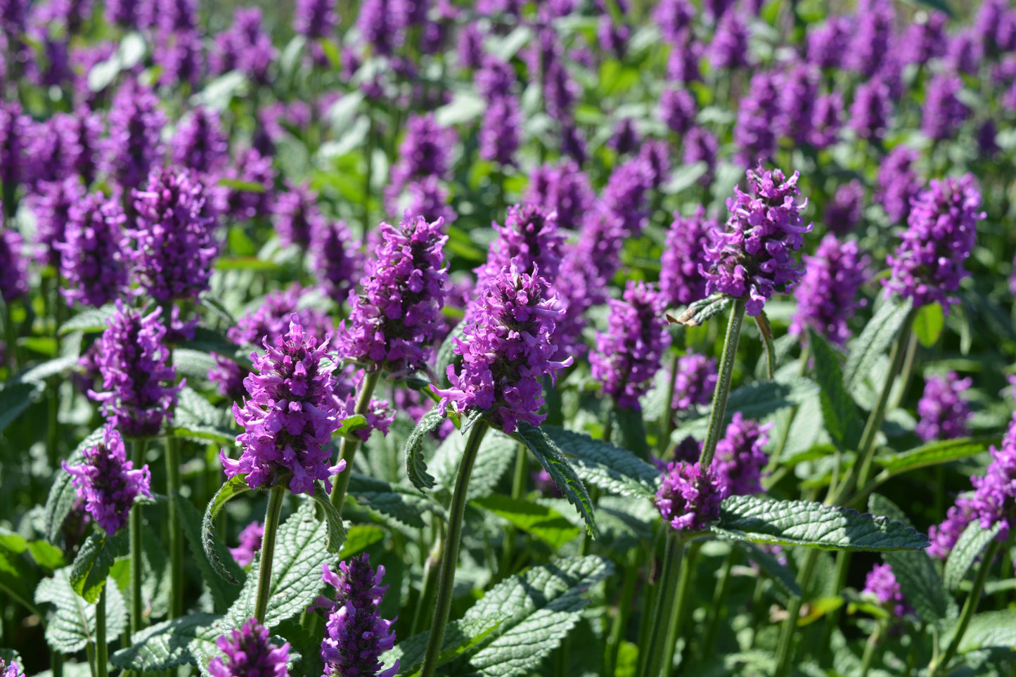 Stachys monnieri 'Hummelo' (Betonie)
