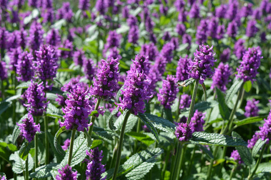 Stachys monnieri 'Hummelo' (Betonie)