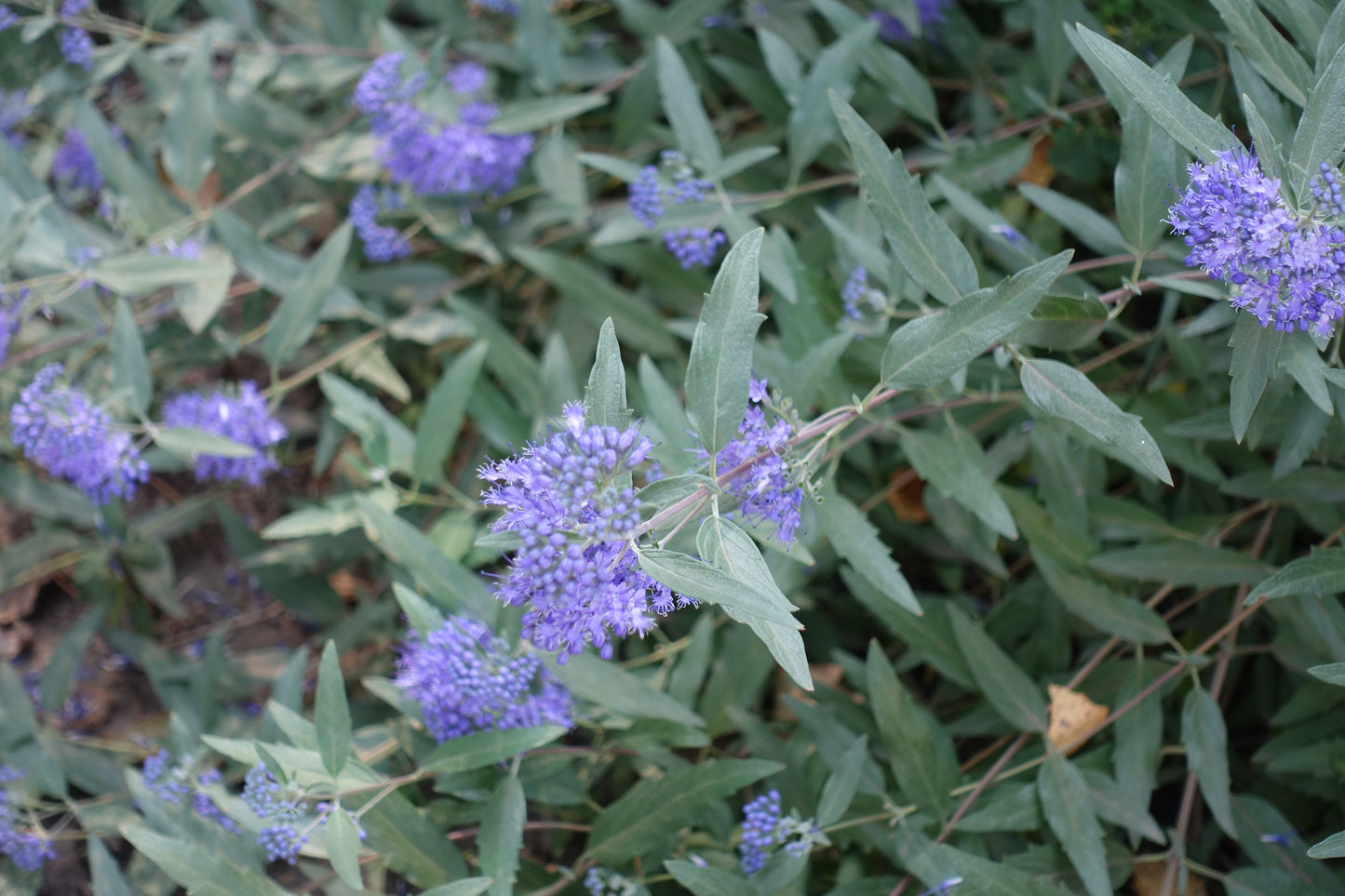 Caryopteris × clandonensis (Blauwe Spirea / Keizersbaard)