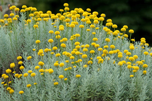 Santolina chamaecyparissus (Heiligenbloem)
