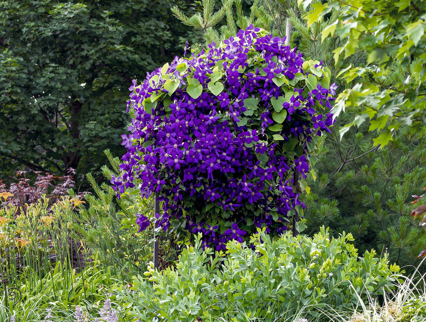 Clematis 'Jackmanii' (Bosrank)
