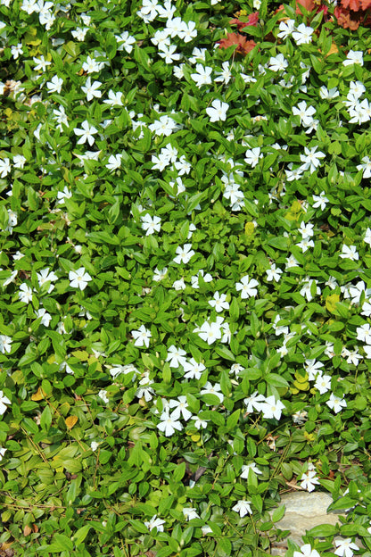 Vinca minor 'Alba' (Maagdenpalm)
