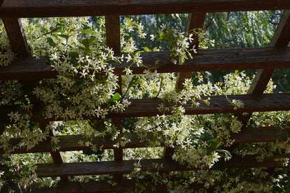 Trachelospermum jasminoides (Sterjasmijn)