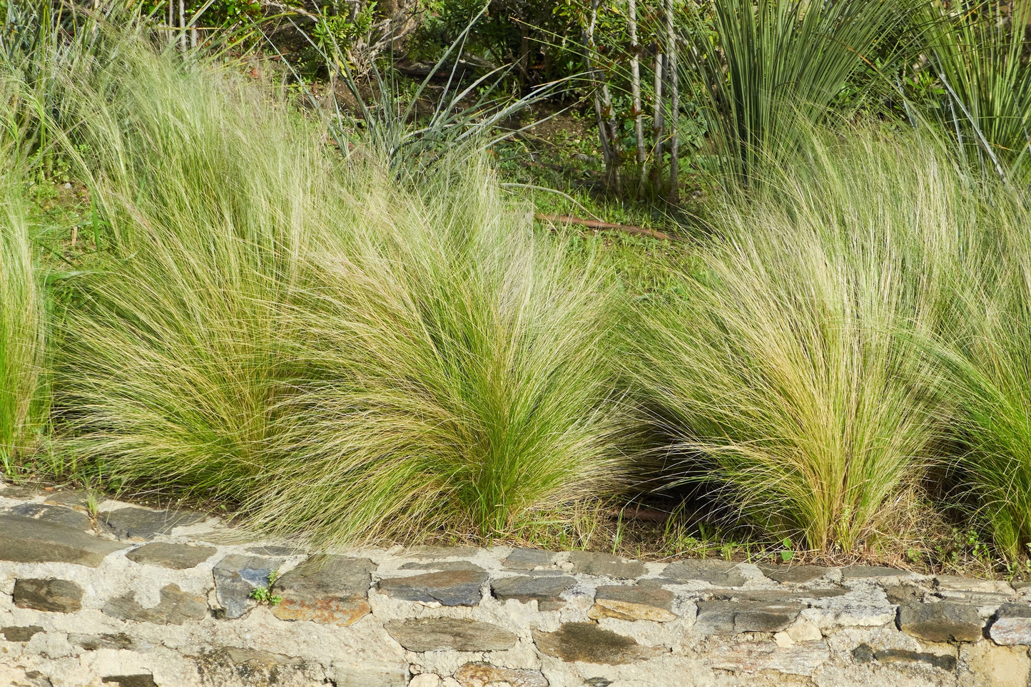 Stipa tenuissima (Vedergras)