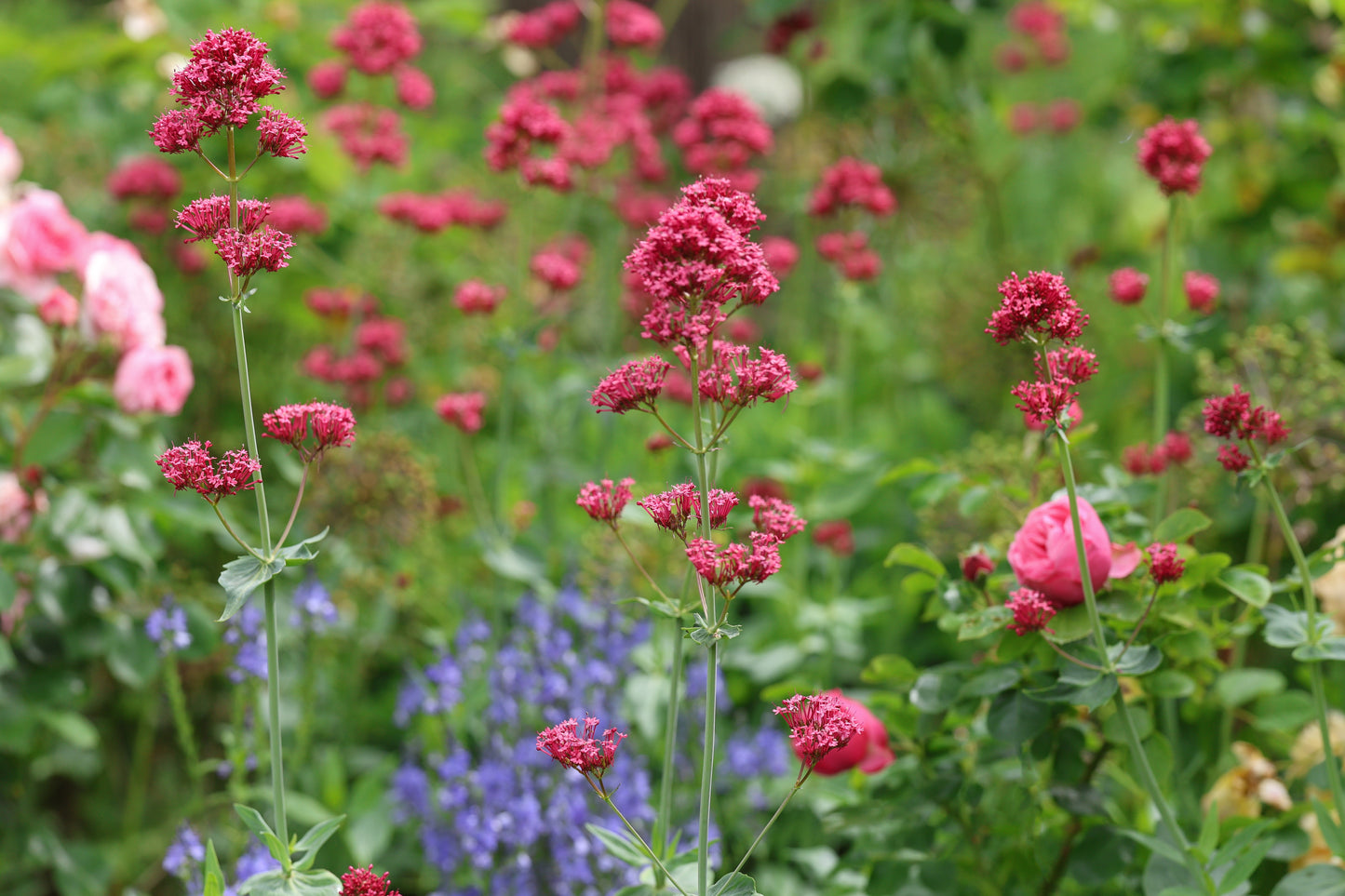 Centranthus ruber 'Coccineus' (Rode valeriaan)