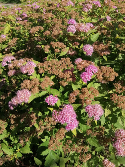 Spiraea japonica 'Little Princess' (Japanse Spierstruik)