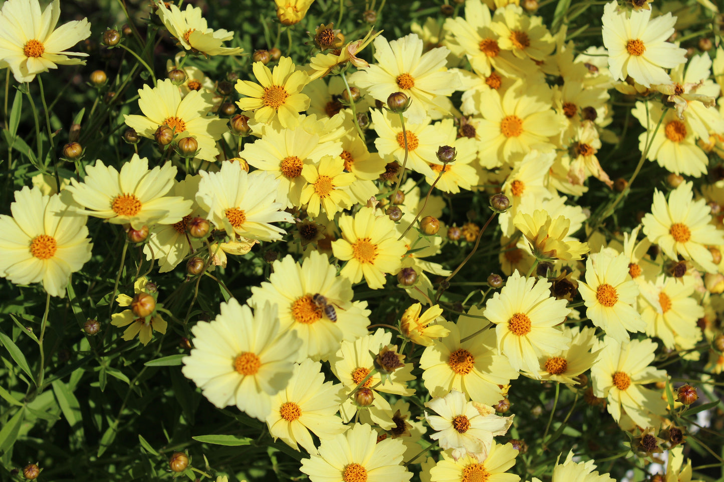 Coreopsis 'Full Moon' (Meisjesogen)