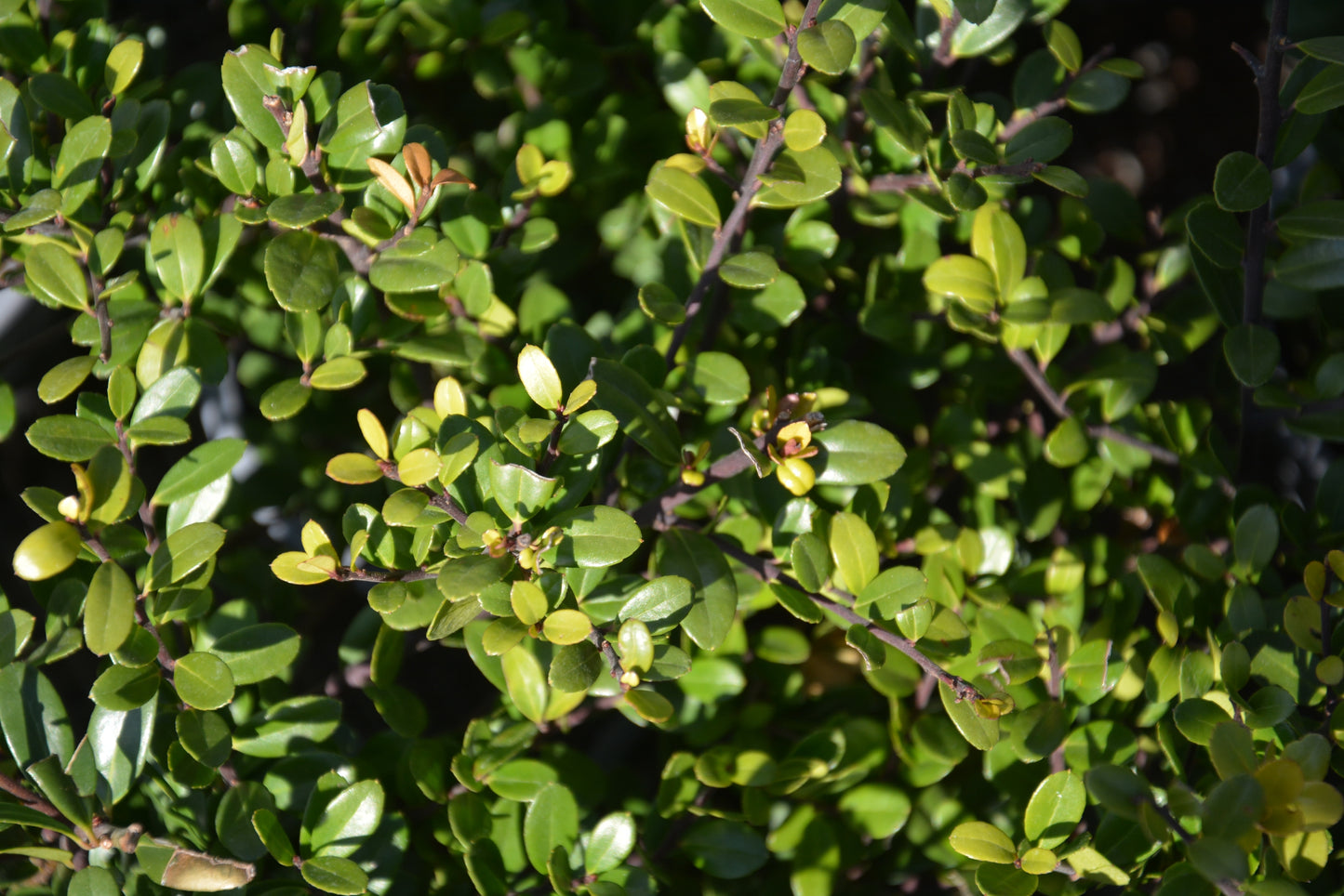 Ilex crenata (Japanse Hulst)