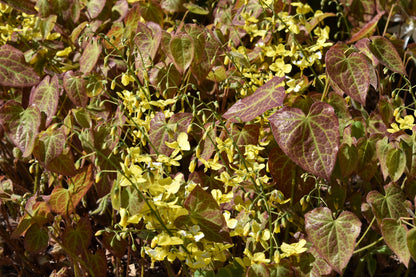 Epimedium perralc. 'Frohnleiten' (Elfenbloem)