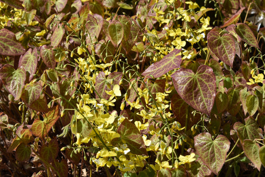 Epimedium perralc. 'Frohnleiten' (Elfenbloem)