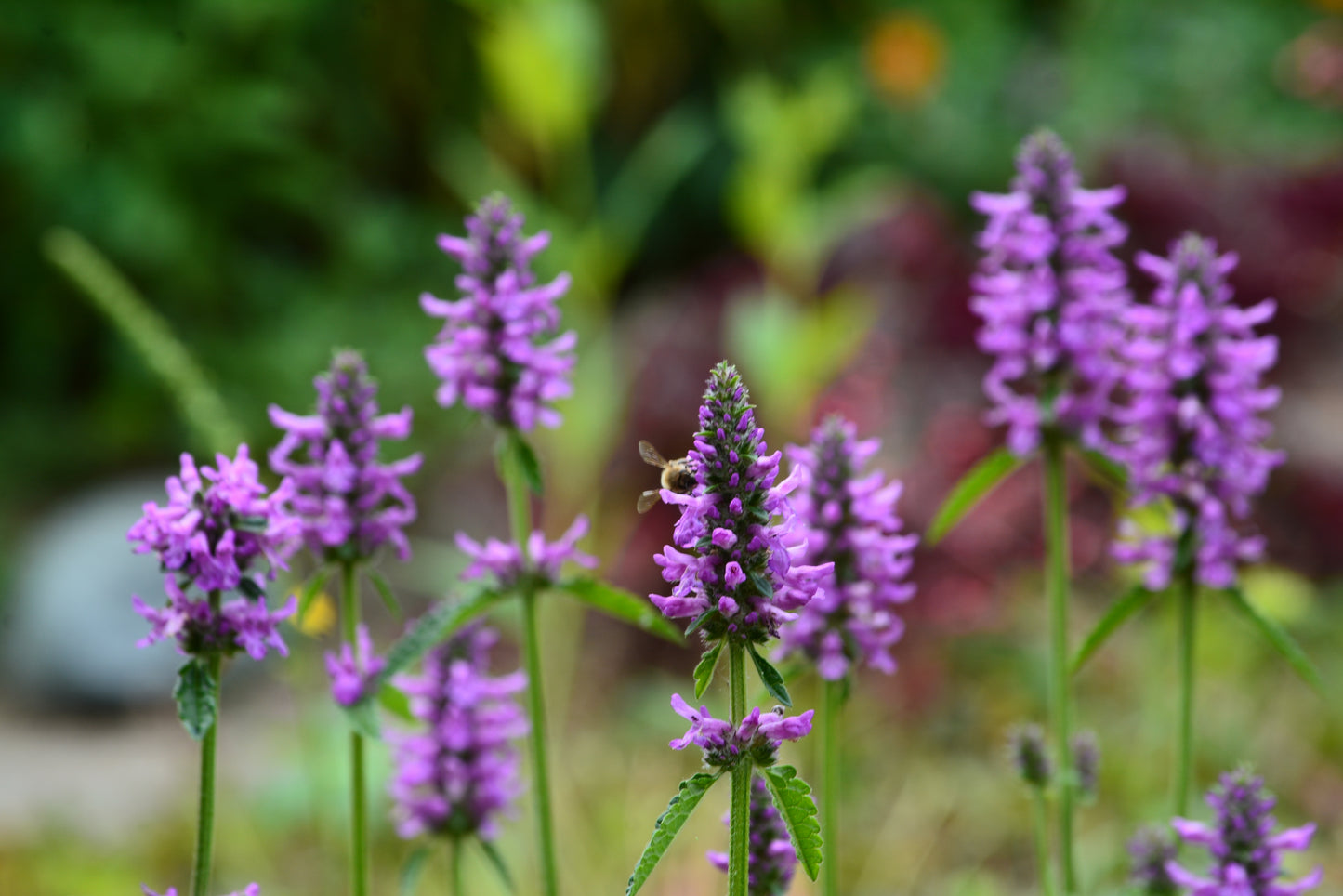 Stachys monnieri 'Hummelo' (Betonie)