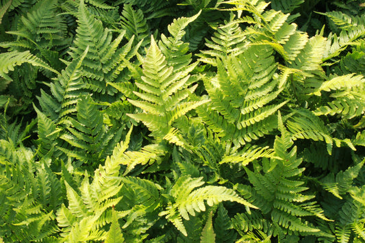Dryopteris erythrosora (Rode herfstvaren)